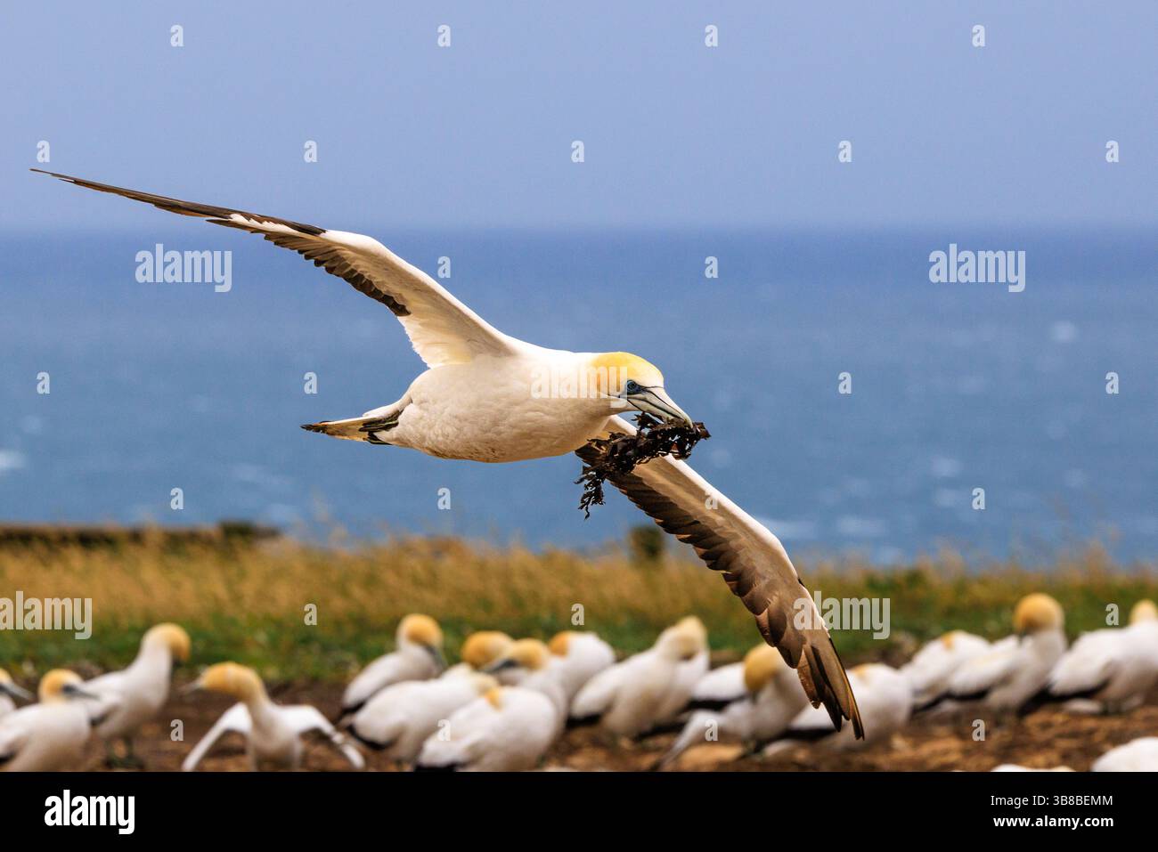 Erwachsene australasische Tölpel mit Algen für Nistplätze fliegen tief über Tölpel-Kolonie cape Kidnappers Neuseeland Stockfoto