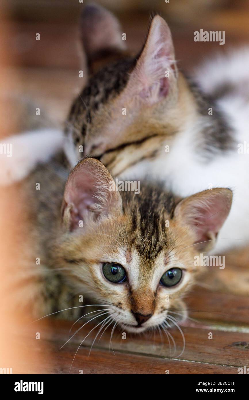 Das Porträt zeigt zwei streunende Kätzchen, die in Nahaufnahme spielen. Vertikales Bild. Stockfoto
