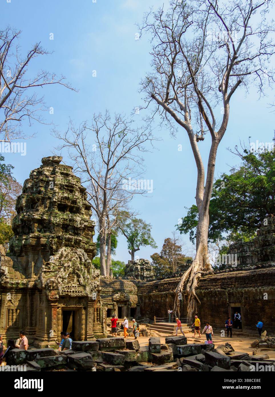 Ta Prohm 'Tomb Raider' Tempel, Kambodscha Stockfoto