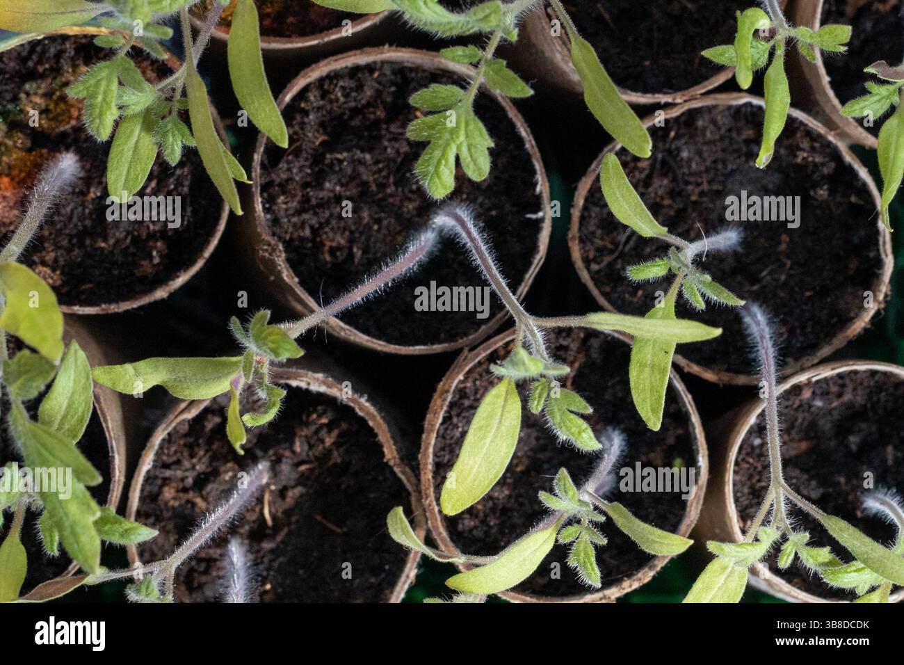 Tomatensämlinge in recycelten Papiertöpfen Stockfoto