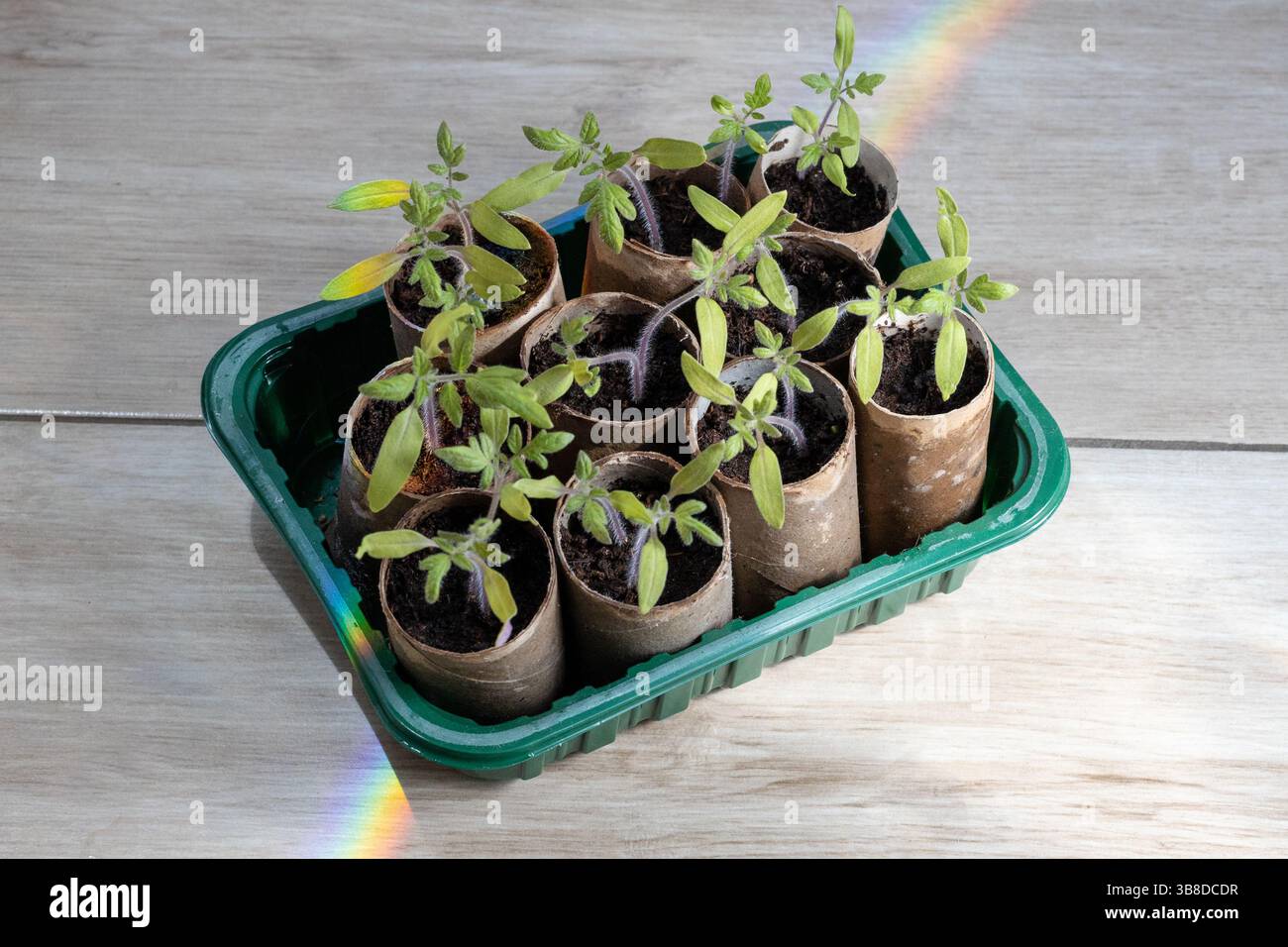 ECO Tomatensämlinge in Papiertöpfen mit Regenbogenlicht Stockfoto