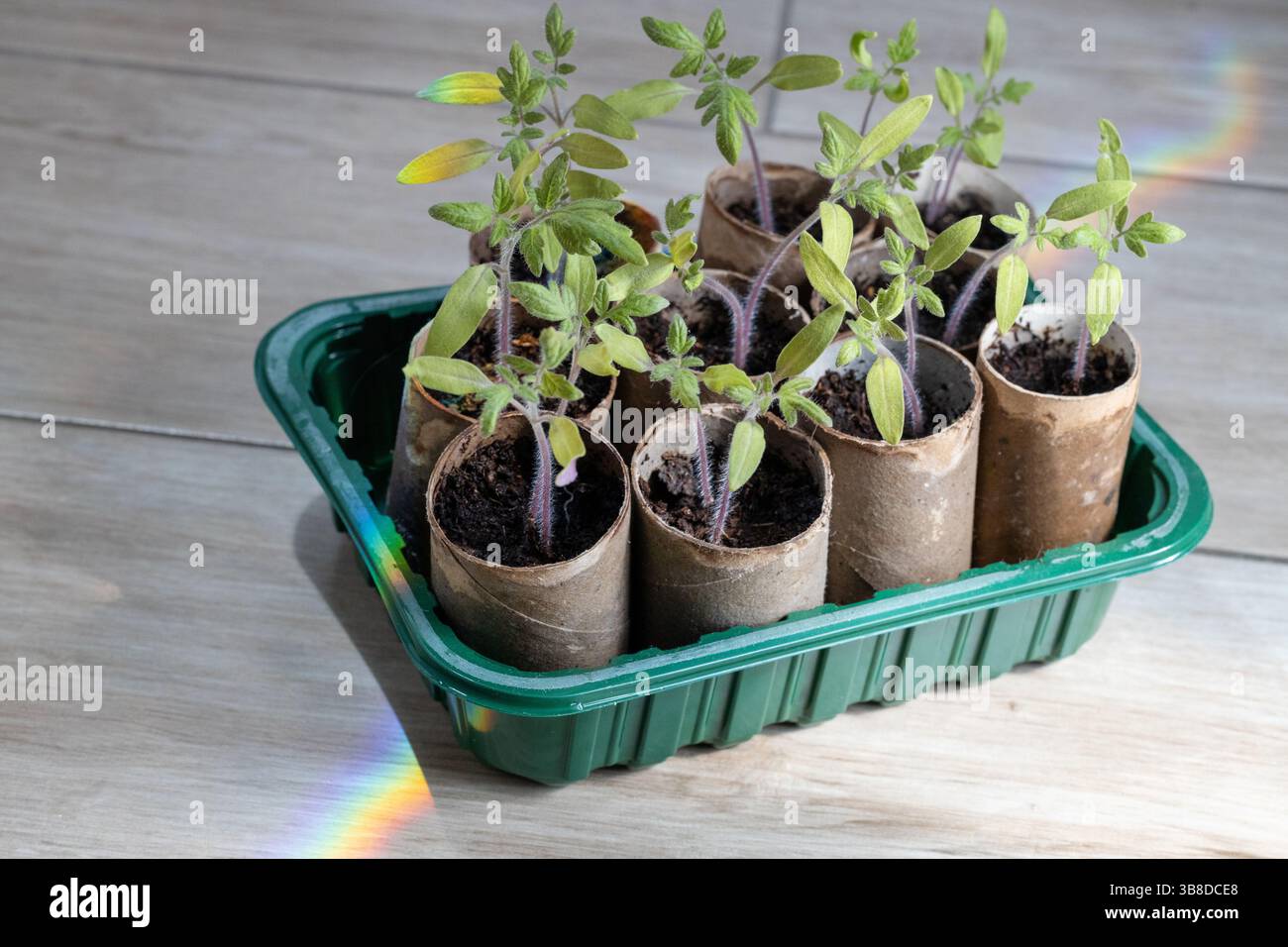 Tomatensämlinge in DIY-Papiertöpfen und Rainbow Light Stockfoto