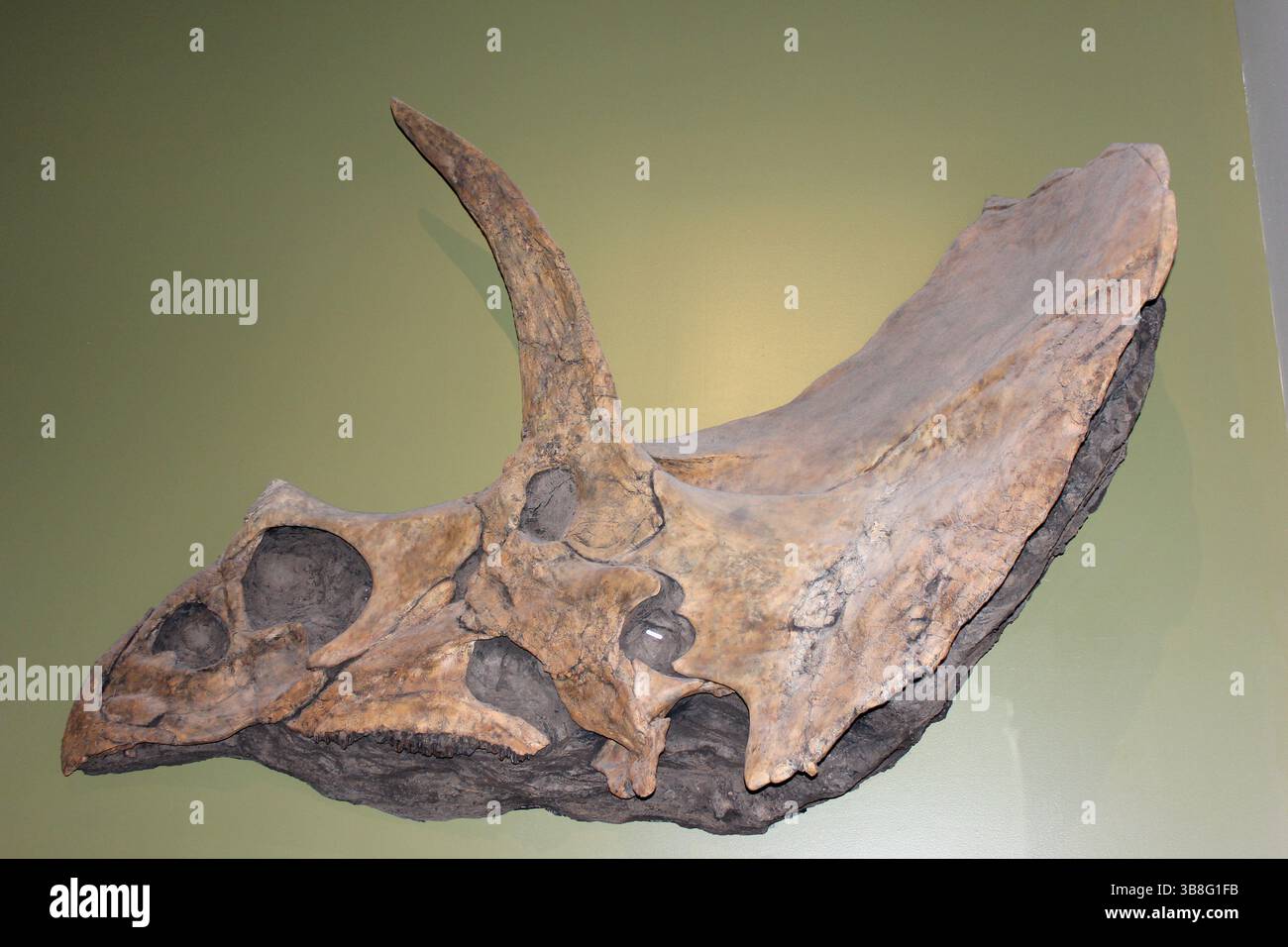 Ein großes Dinosaurierschädelfossil ist an einer grünen Wand im Inneren eines Museums montiert. Das Fossil zeigt markante Hörner und eine komplizierte Struktur, die eindrucksvoll ist Stockfoto