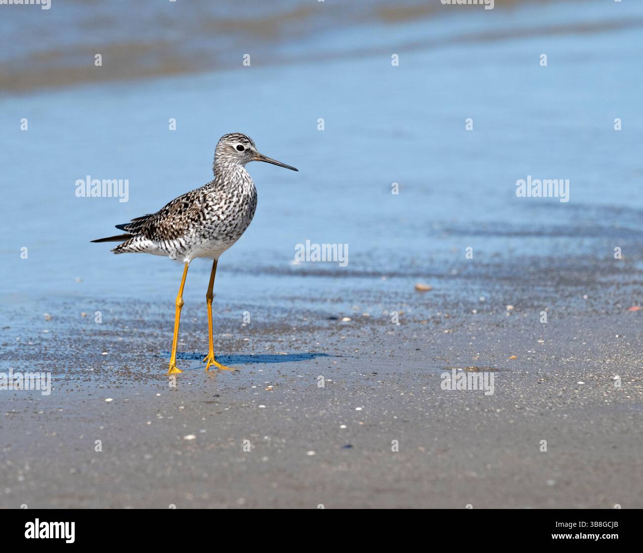 Kleine Gelbbbbeine füttern am Strand, Galveston, Texas, USA Stockfoto