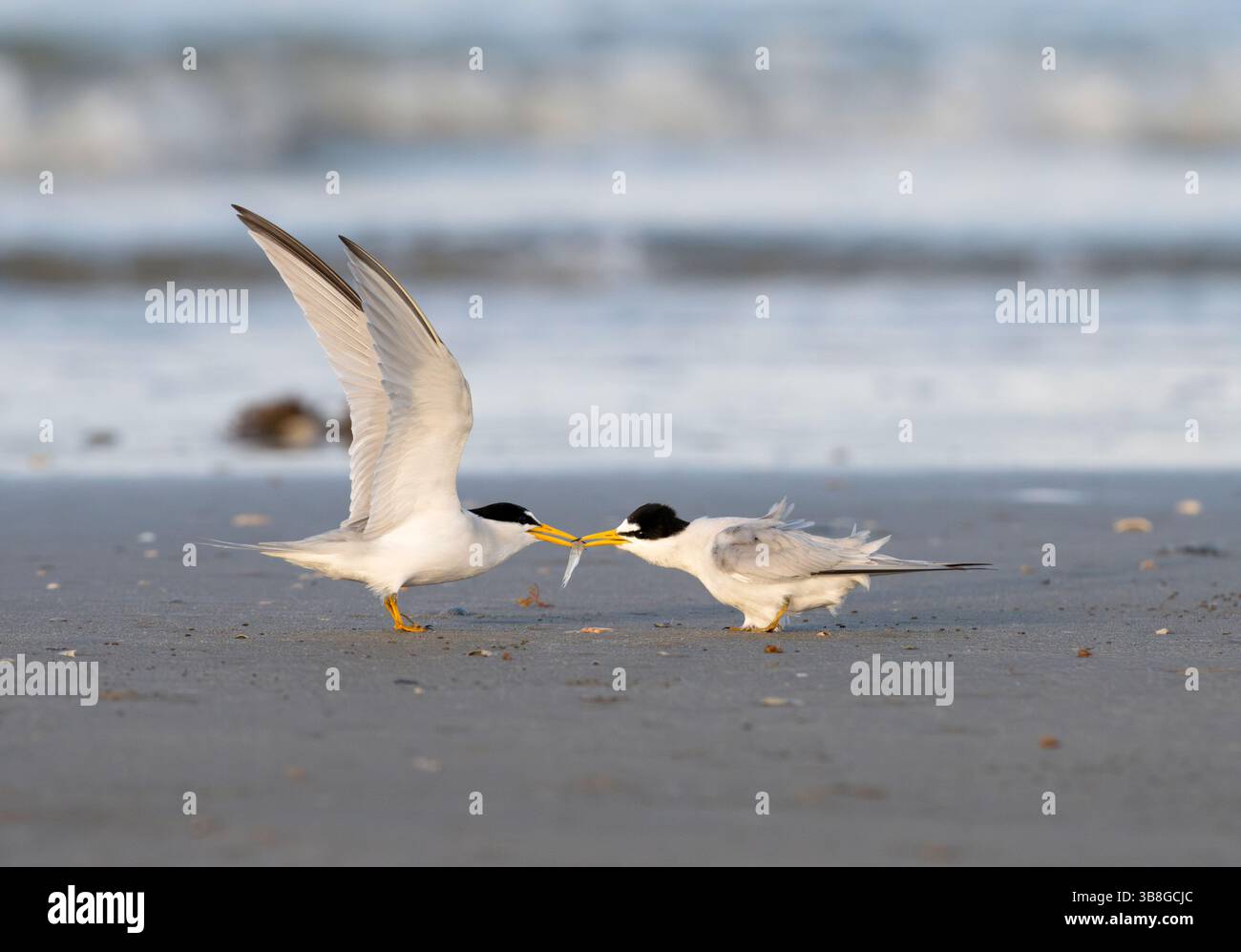 Geringste Seeschwalben (Sternula antillarum), männliche Fütterung Weibchen mit kleinen Fischen. Galveston, Texas, USA. Stockfoto