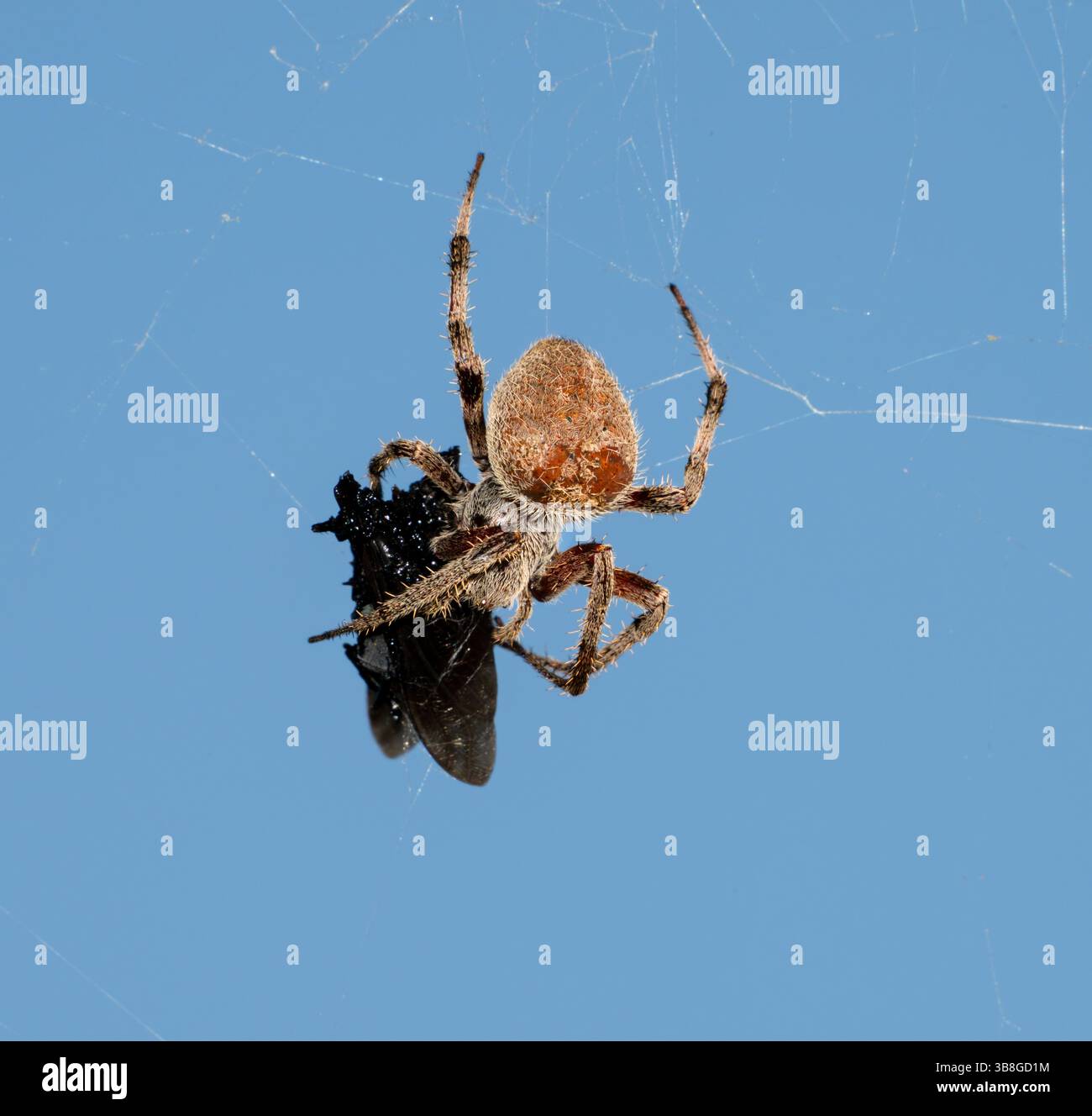 Tropische Orbweaver-Spinne (Eriophora ravilla), die eine gefangene Beute auf einem blauen Himmel umhüllt, Brazos Bend, Texas, USA Stockfoto