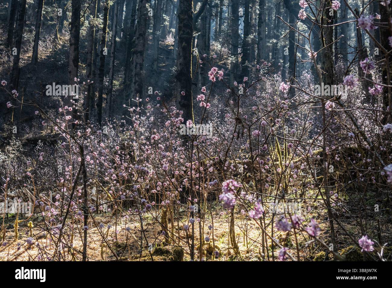 Daphne Bholua (nepalesische Papierpflanze) Wildblumen im Wald, Langtang Nationalpark, Nepal Stockfoto