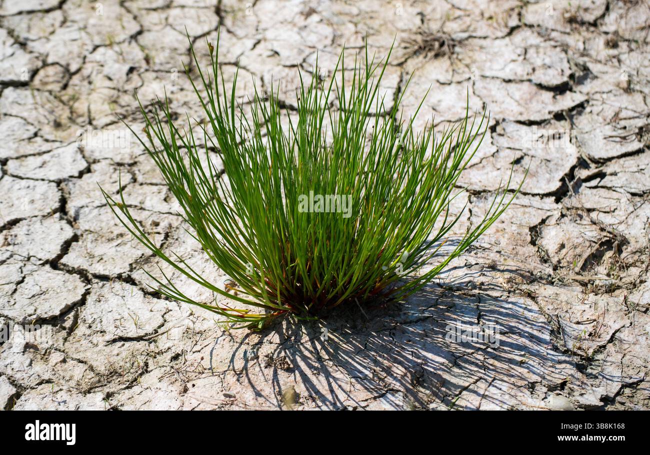 Der Klimawandel wirkt sich auf trockenes Land aus, das grünes Wachstum in verdorbener Umgebung zeigt. Stockfoto