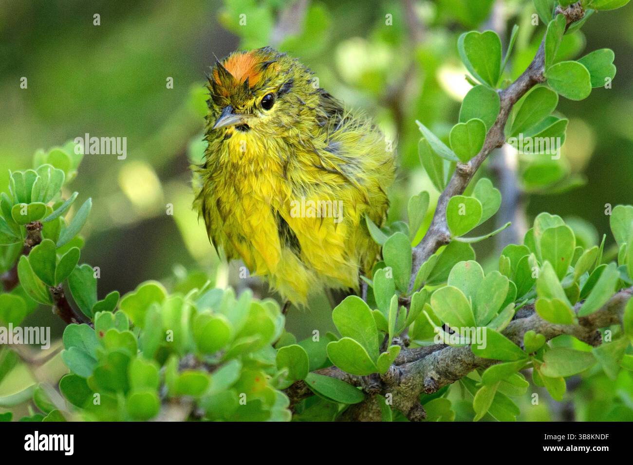 Mexiko, Baja California, Vermivora celata, Orangenkronenwarbler Stockfoto