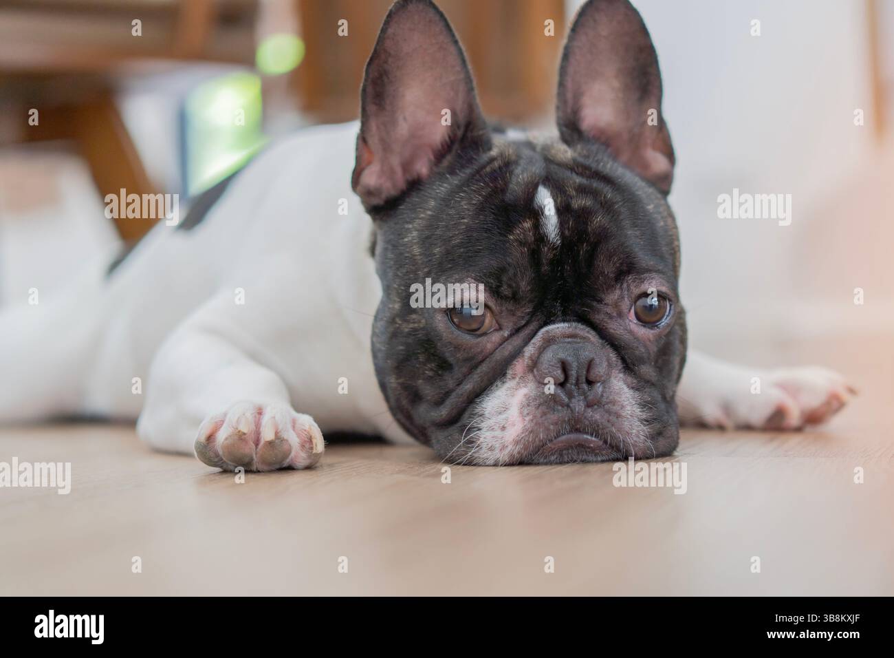 Niedliche schwarz-weiße kurzhaarige französische Bulldogge, die auf dem Holzboden im Wohnzimmer liegt oder schläft. Nahaufnahme, selektiver Fokus. Stockfoto