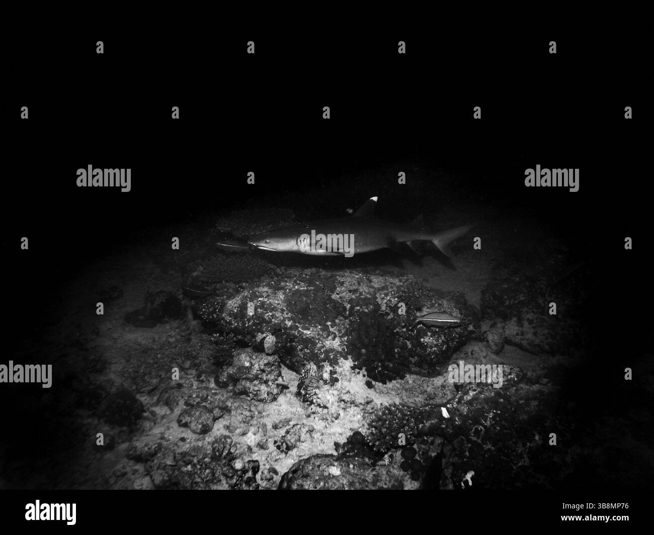 Nachttauchgang, Weißspitzen-Riffhai im Arabischen Meer, Baa-Atoll, Malediven, Unterwasserfoto Stockfoto
