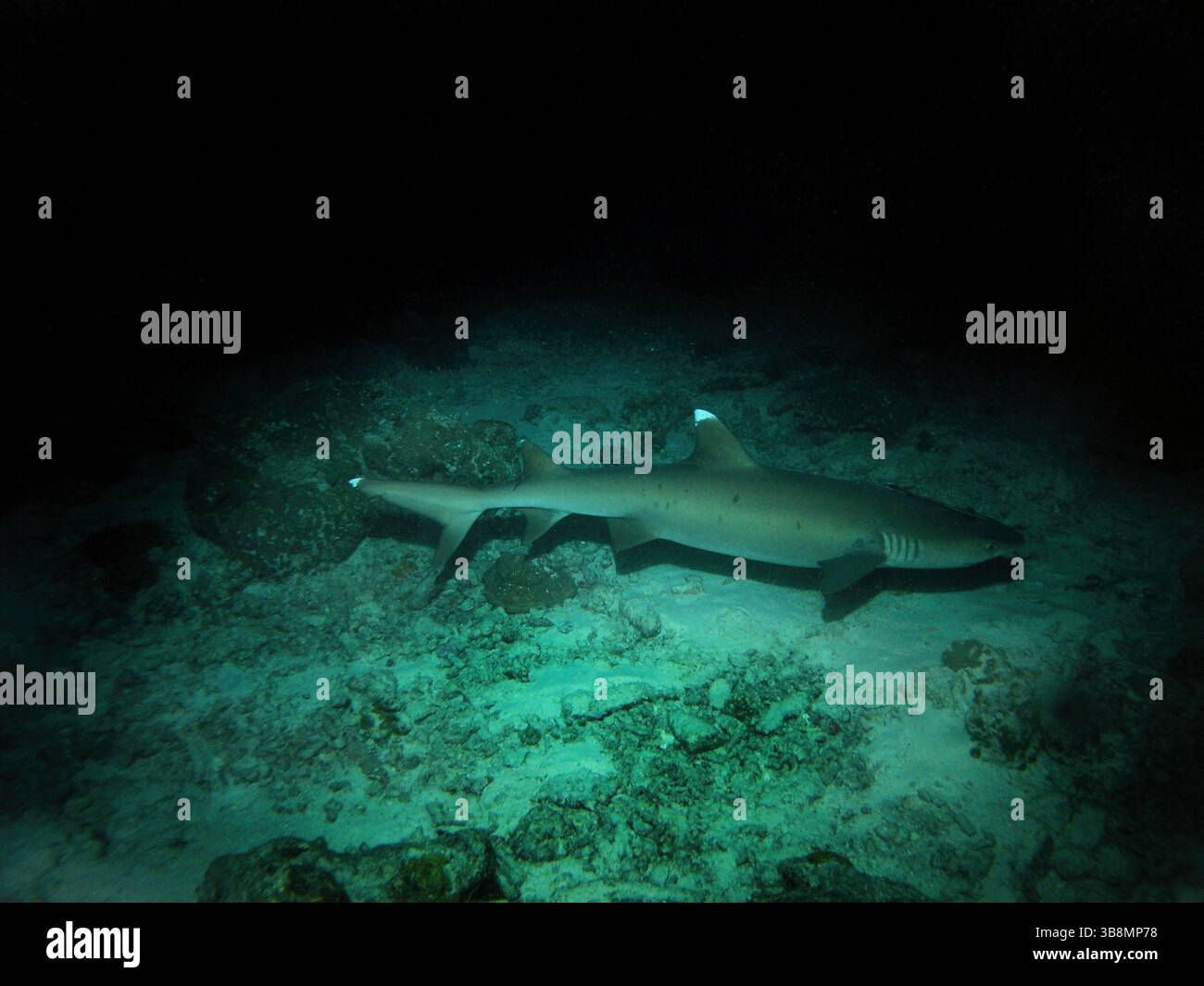 Nachttauchgang, Weißspitzen-Riffhai im Arabischen Meer, Baa-Atoll, Malediven, Unterwasserfoto Stockfoto