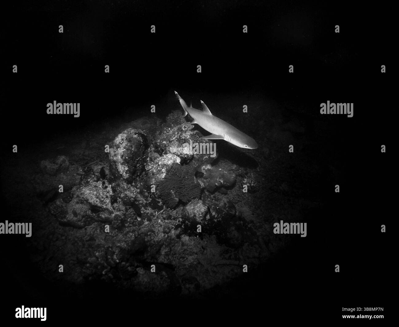Nachttauchgang, Weißspitzen-Riffhai im Arabischen Meer, Baa-Atoll, Malediven, Unterwasserfoto Stockfoto