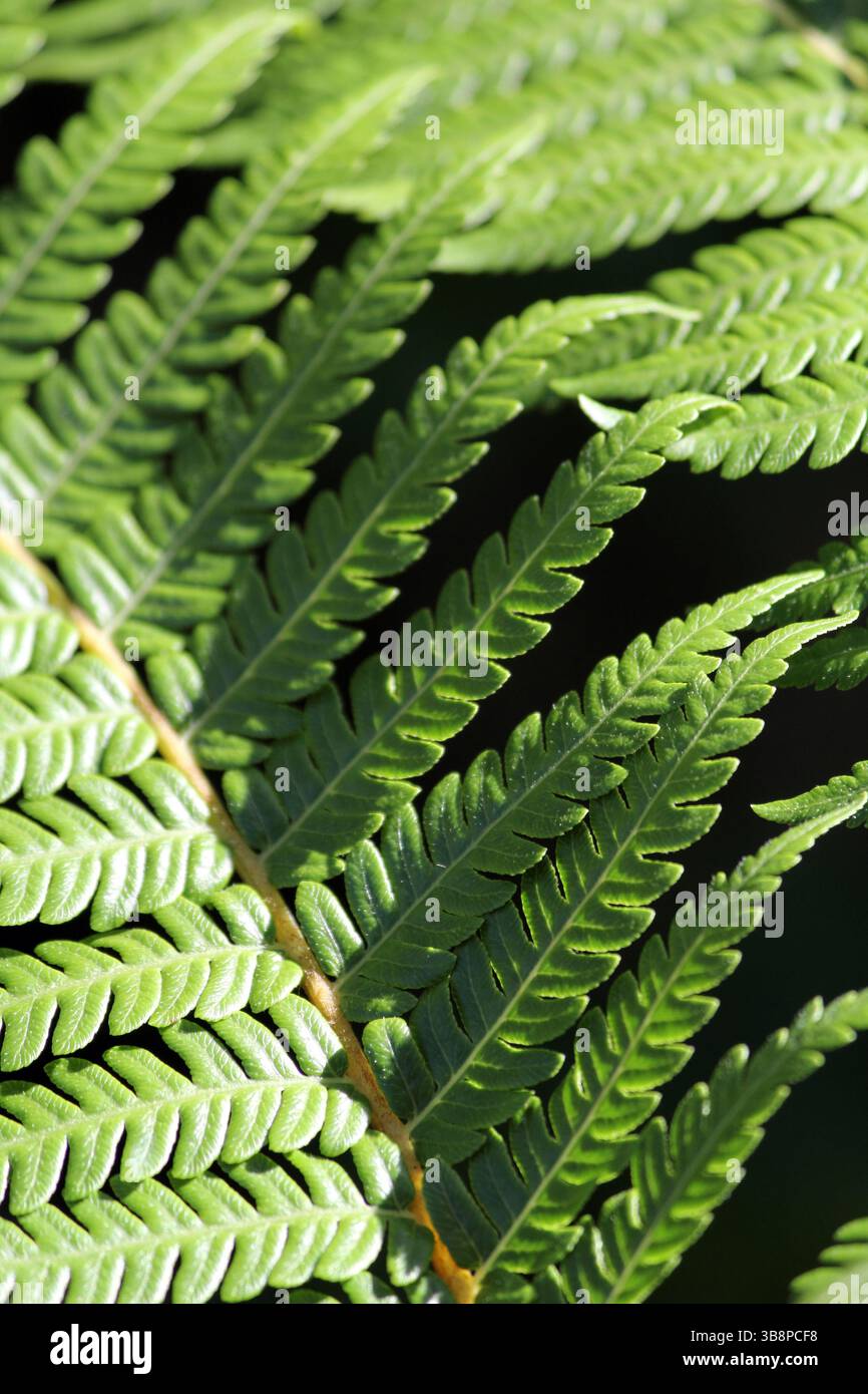 Nahaufnahme von grünen Farnwedel-Blättern auf einer Pflanze im Garten Stockfoto