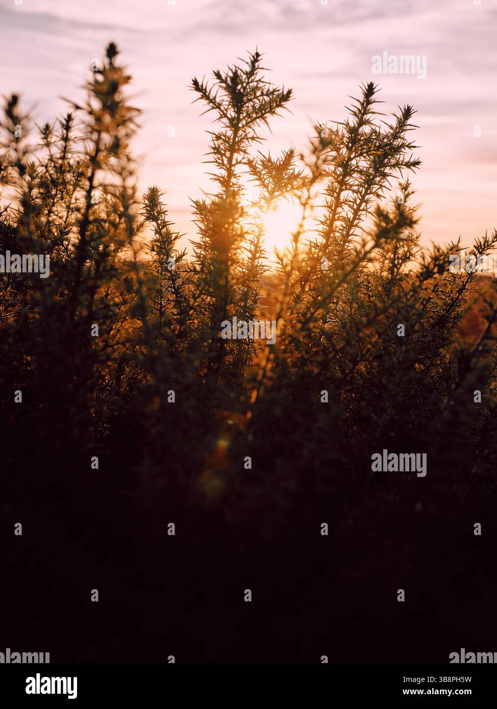 Ginster-Heidelandschaft bei Sonnenuntergang - Arne Nature Reserve, Dorset England, Großbritannien Stockfoto