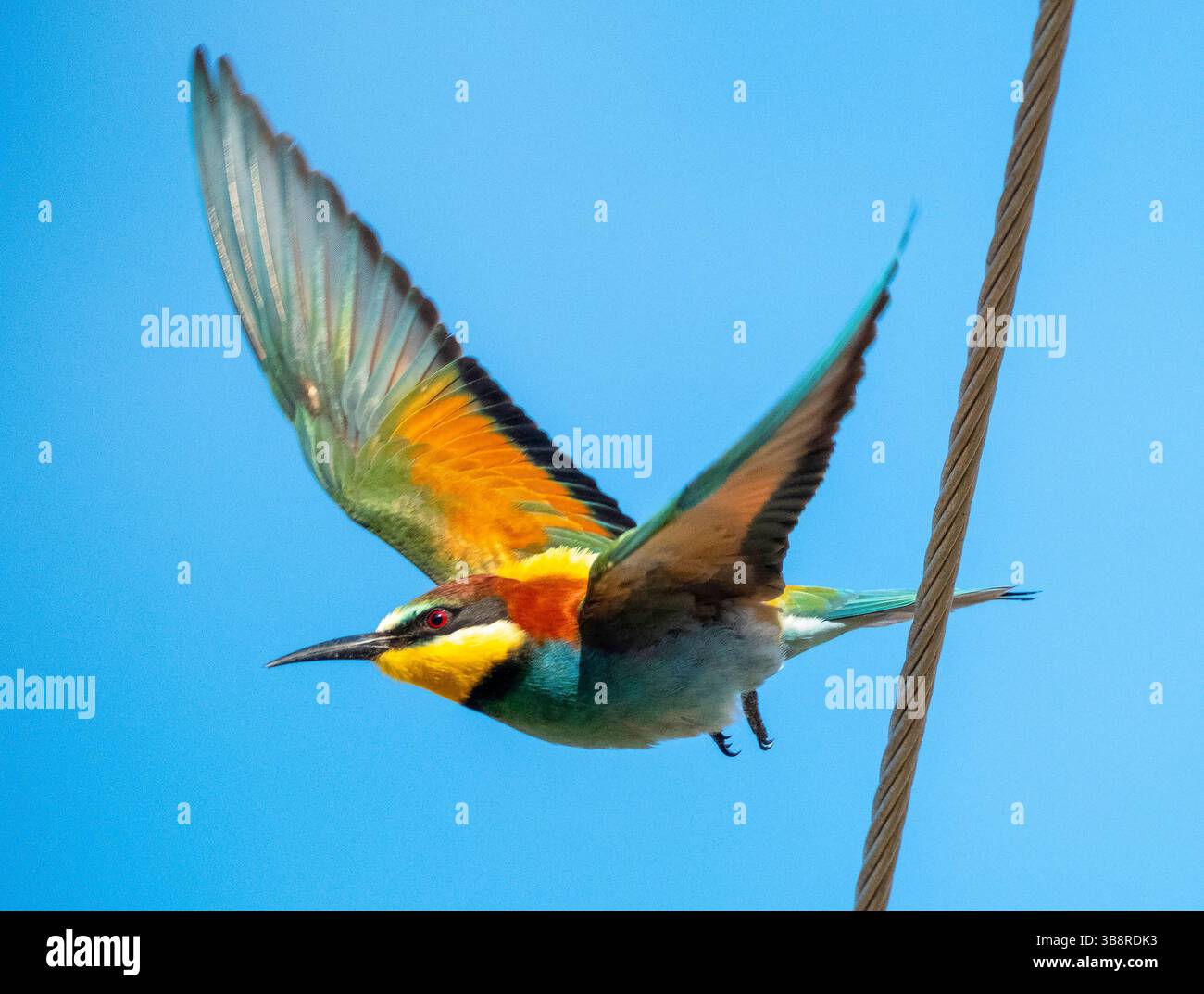 Farbenfroher europäischer Bienenfresser (Merops apiaster), der von einer Stromleitung abfliegt. Zypern Stockfoto