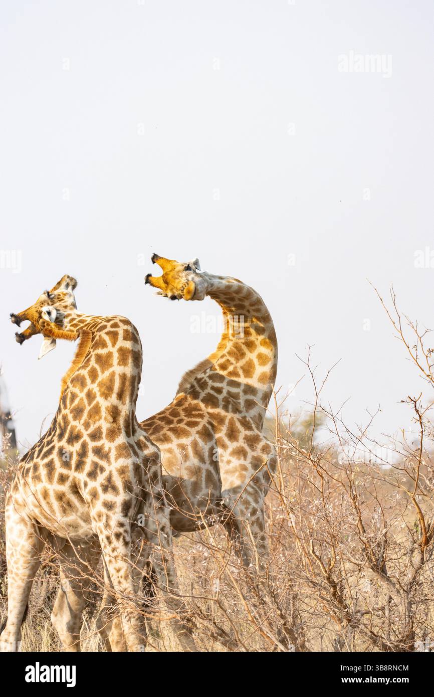 Männliche Bullengiraffen, die sich "mit dem Hals" um Dominanz zu etablieren Stockfoto