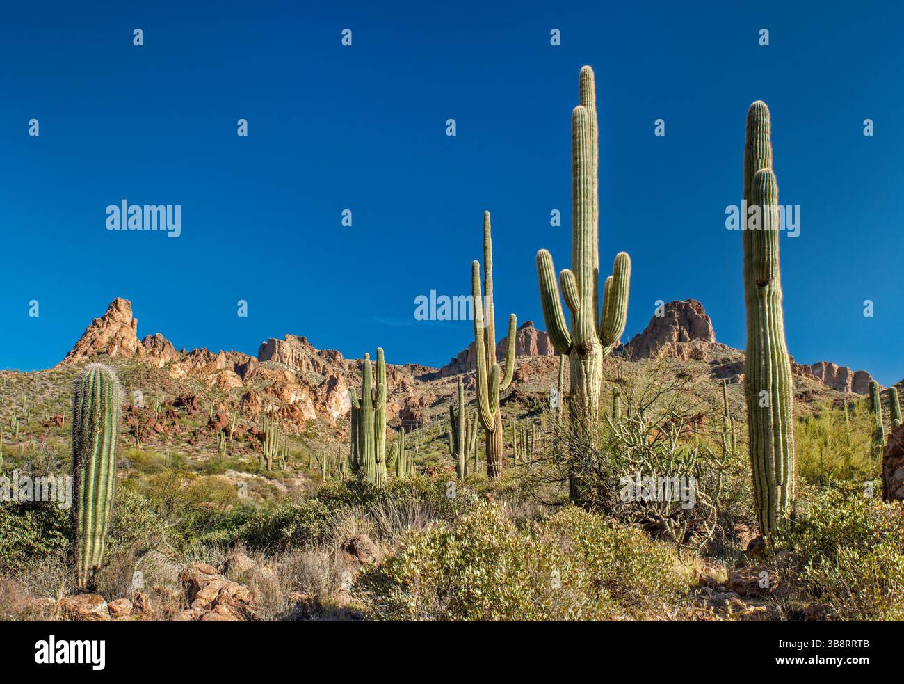 Saguaros, Klippen in den Mazatzal Mountains, über Apache Trail, Fish Creek Hill, Tonto National Forest, Arizona, USA Stockfoto
