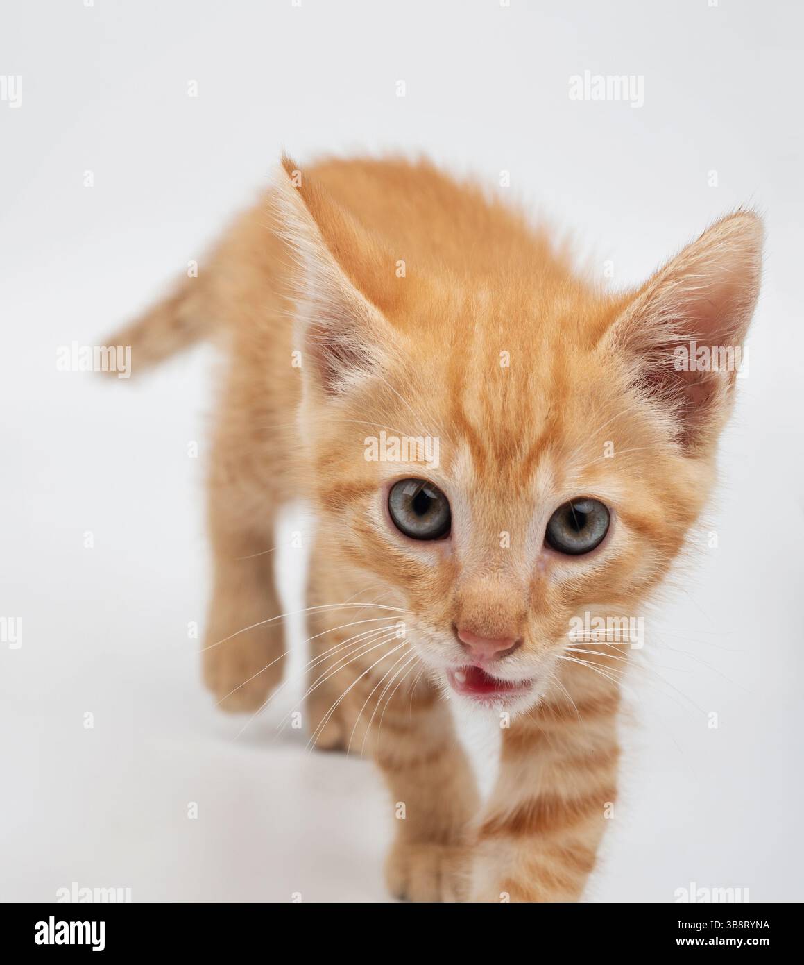 Verspieltes orangenes Kätzchen spaziert über eine helle Oberfläche und zeigt seinen abenteuerlichen Geist und seine neugierige Natur. Stockfoto