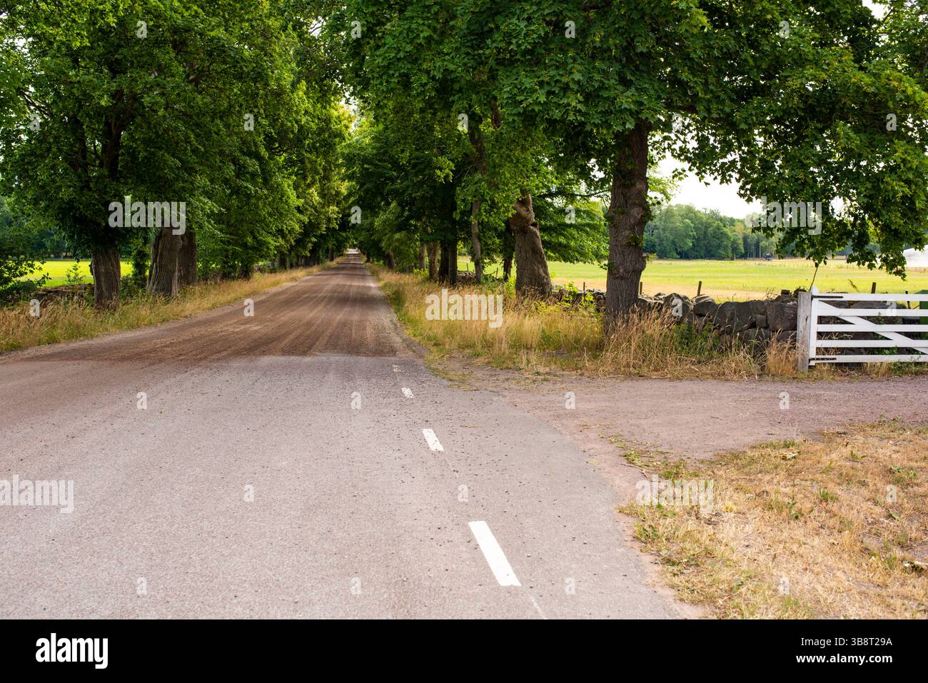 Das weiße Holztor ist offen. Romantische Gasse mit Bäumen. Oland, Schweden. Stockfoto