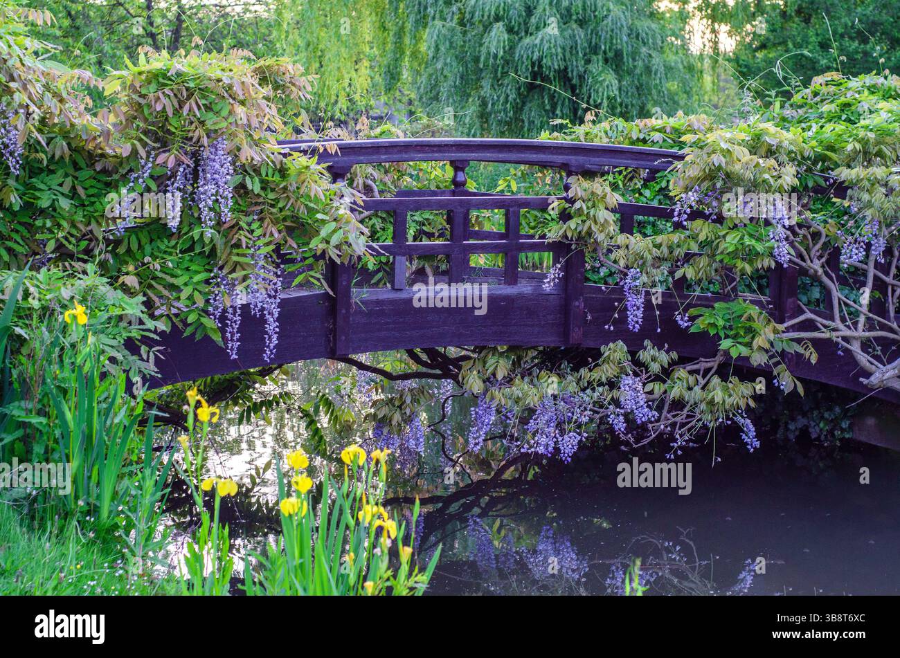 Wisteria Pflanze auf einer hölzernen Zierbrücke mit gelben Iris im Vordergrund, Regent's Park, Großbritannien. Eine Hommage an Claude Monets Brücke. Stockfoto