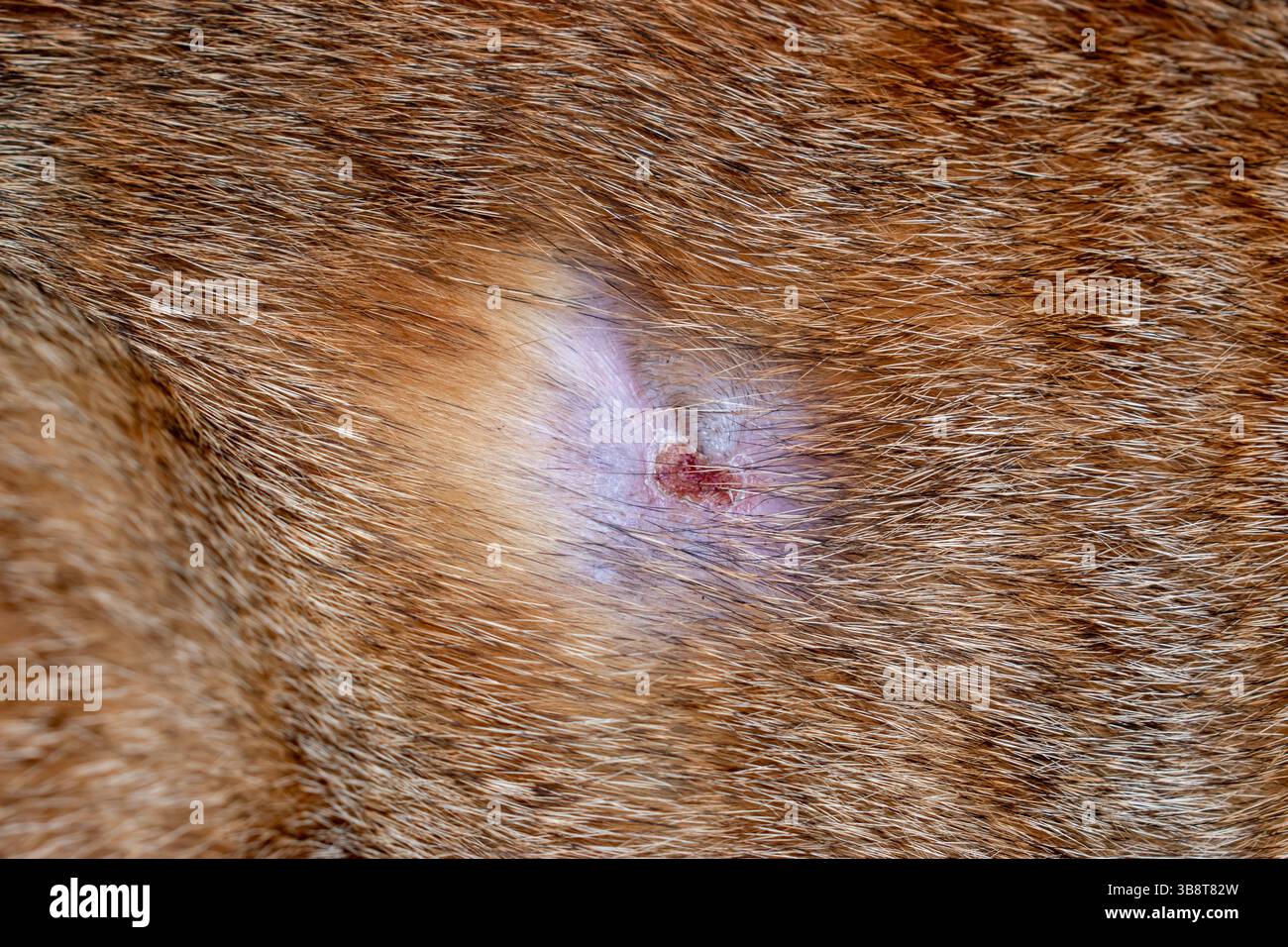Katzenhautulkus, Nahaufnahme einer offenen Wunde an einer Katze. Stockfoto