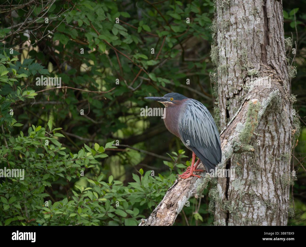 Nahaufnahme eines grünen Reihers, der auf einem toten Baum nach links steht. Fotografiert im Resoft Park in Alvin, Texas. Stockfoto