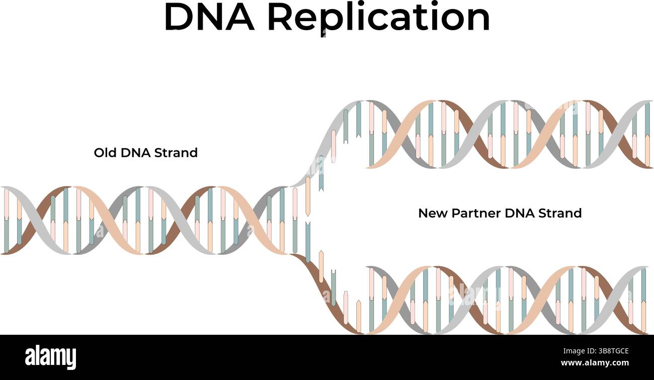 DNA-Replikation: Der Prozess des Kopierens genetischer Informationen Vektor-Illustration Stock Vektor