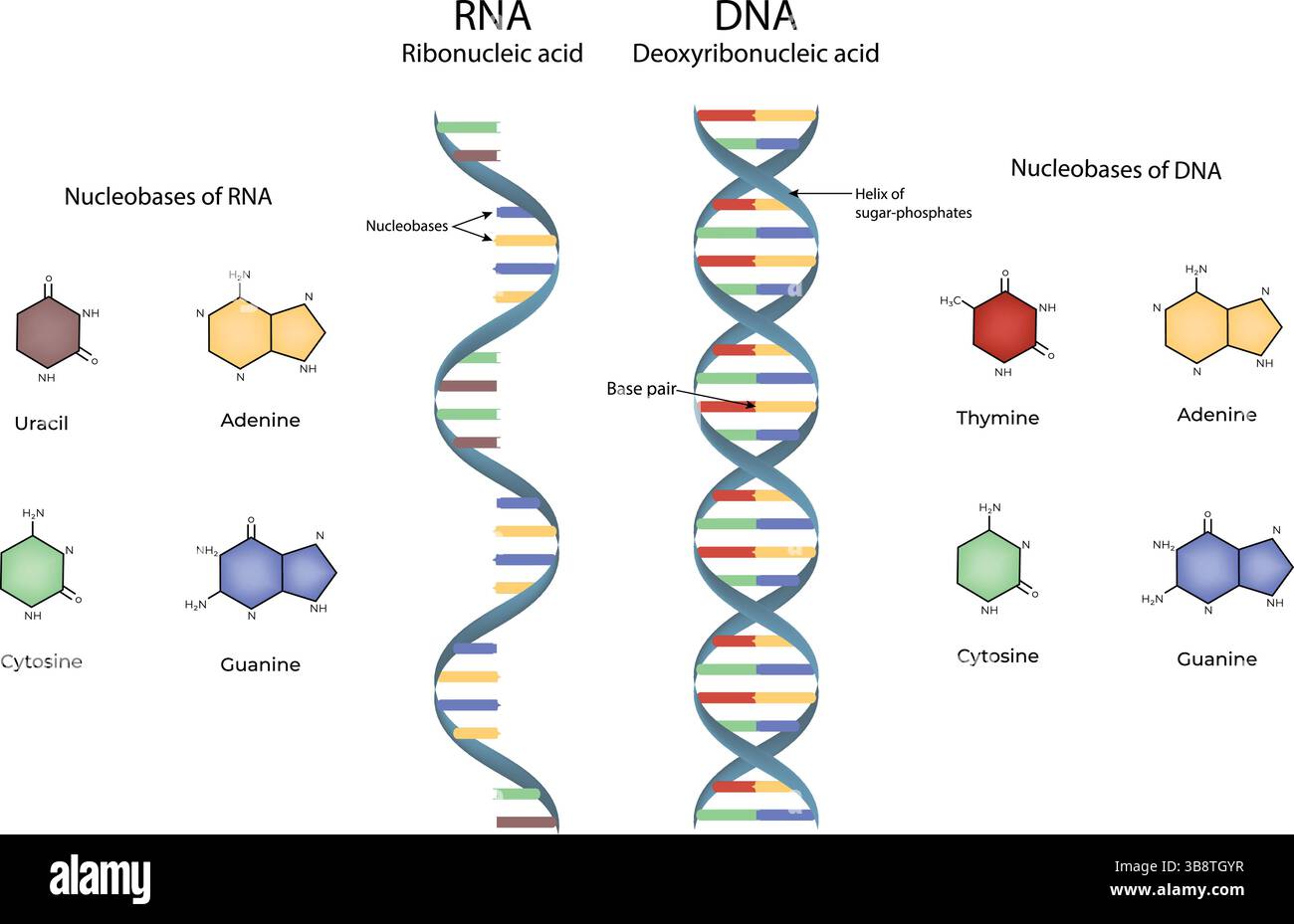 DNA- und RNA-Struktur genetische Information und Molekularbiologie Übersicht Vektor-Illustration Stock Vektor