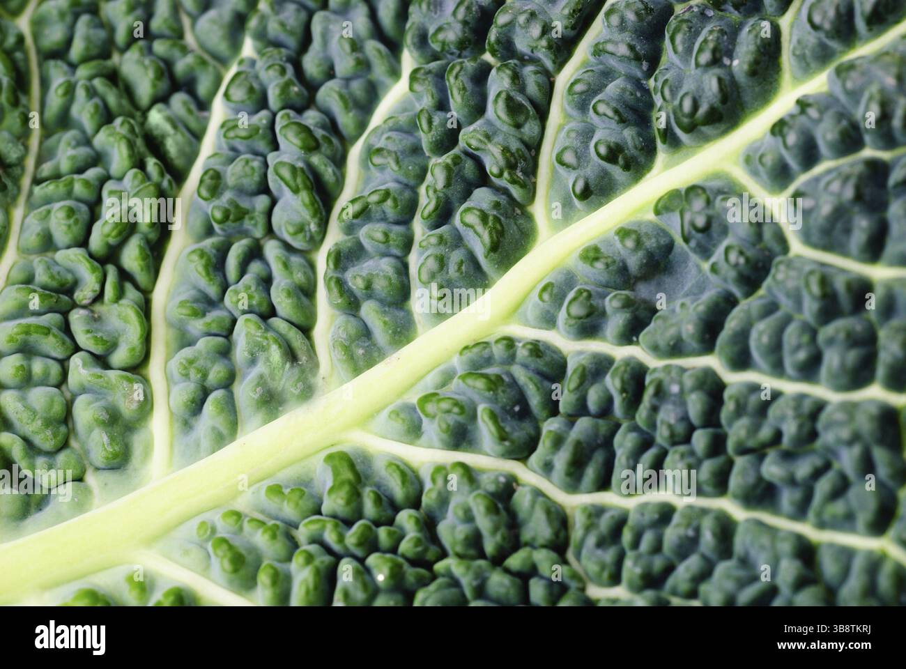 Kohl Blatt Textur Clouse, Natur Hintergrund Stockfoto