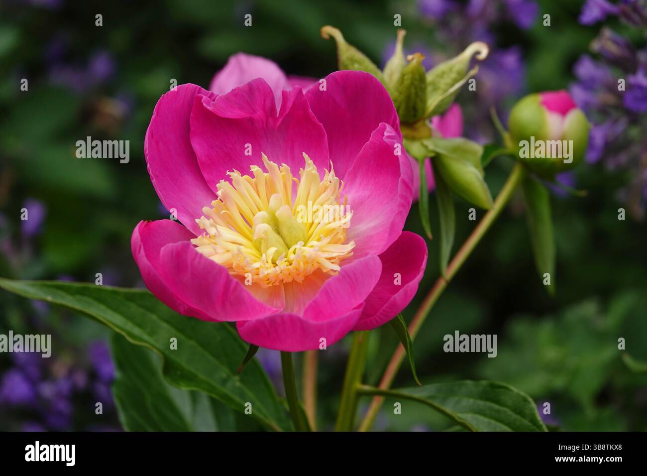 Blumen Pflanzen blühende Pfingstrosenblüte mit einem Katzenminzstrauch dahinter Stockfoto