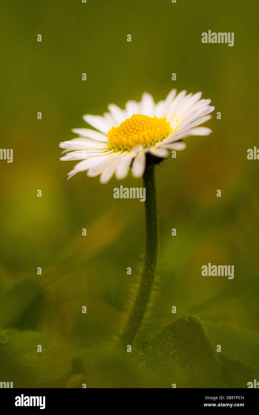 Gänseblümchen im Sonnenlicht Stockfoto