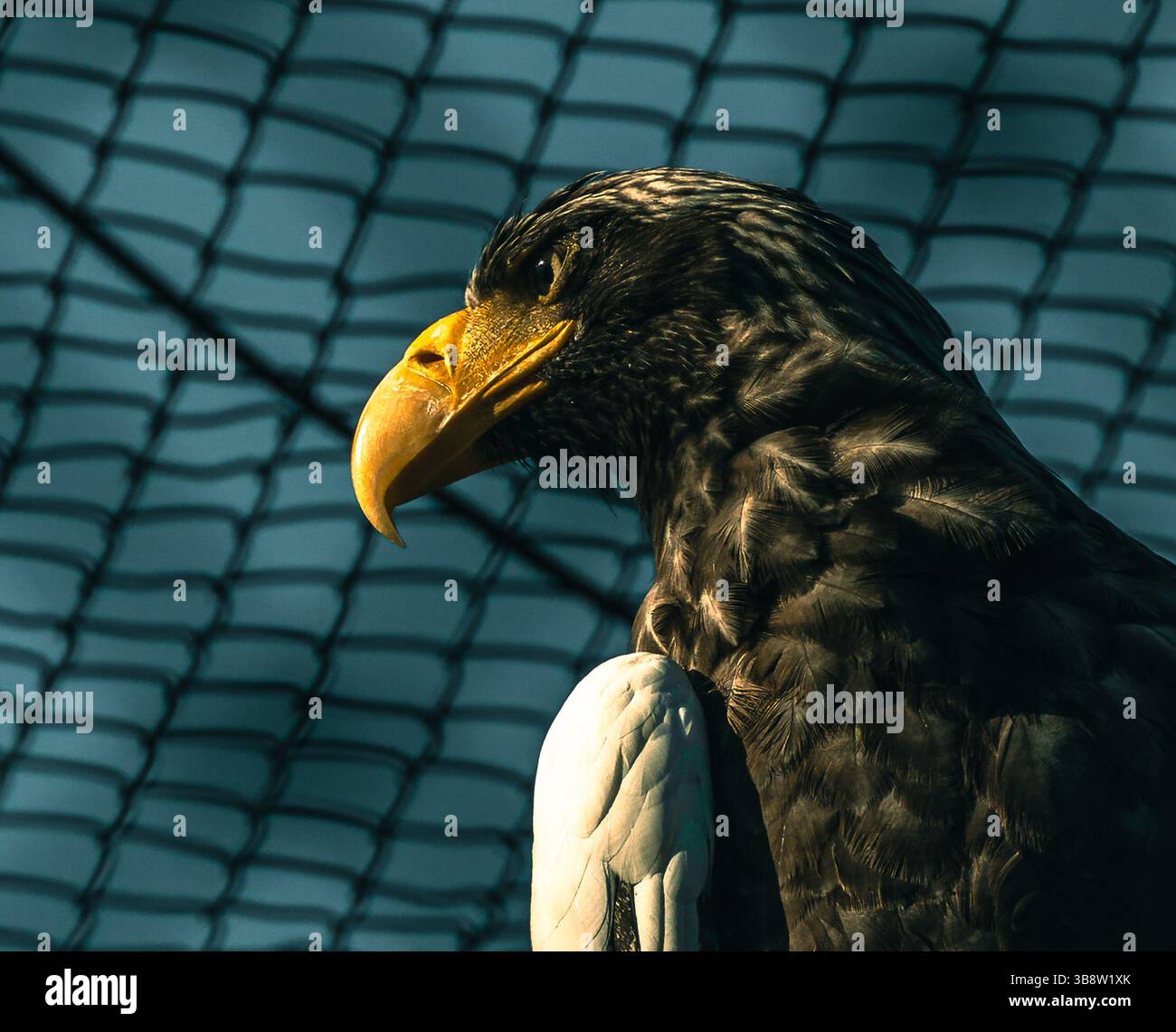 Pazifischer Seeadler. Stockfoto