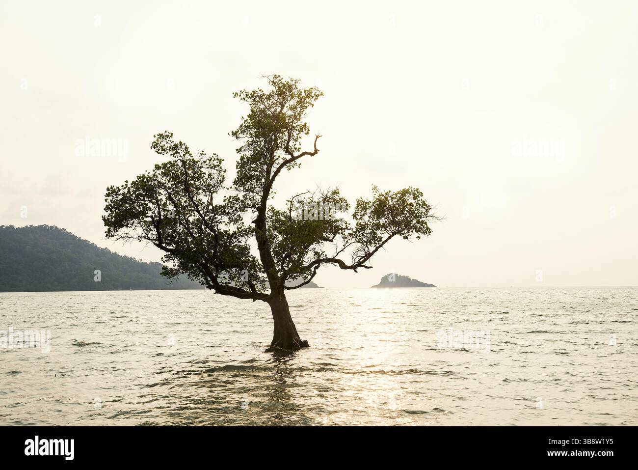 Baum im Meer, der einsame Baum im Meer, Sonnenuntergang, Klong Son Beach, Ko Chang, Koh Chang, Mu Ko Chang Nationalpark, Trat, Thailand, Asien Stockfoto