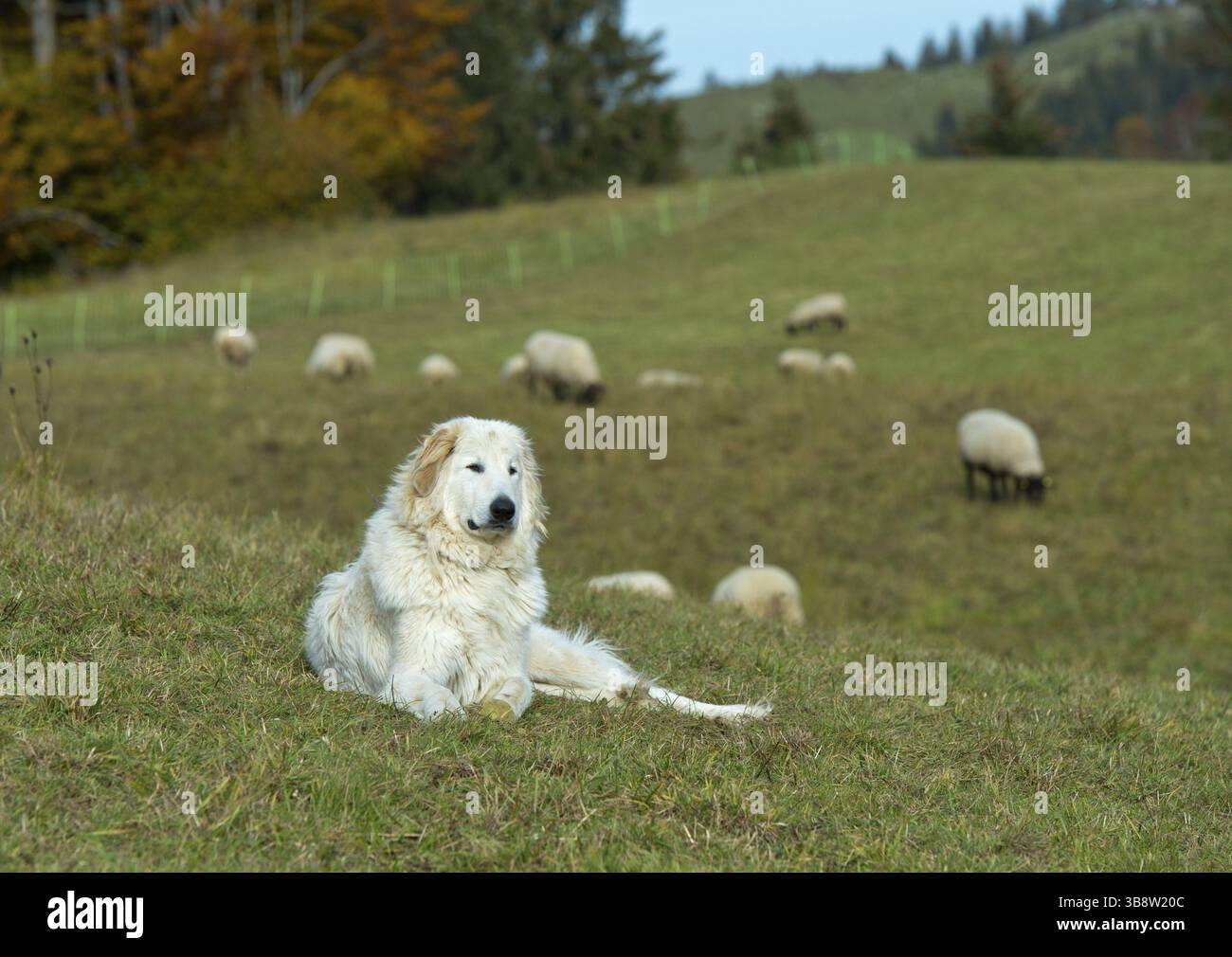 Französischer Pyrenäenenhund, der eine Schafherde bewacht, Chablais, Frankreich, Europa Stockfoto