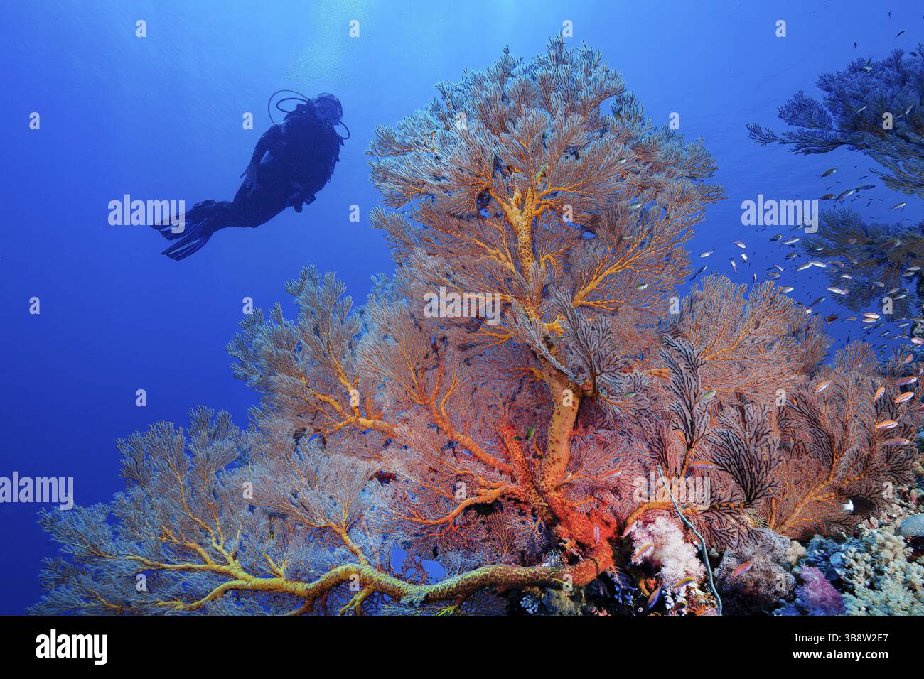 Große Hornkorallen (Melithaea) in rötlicher Farbe wachsen im Korallenriff, in der Hintergrund-Silhouette des Tauchers, Pazifik, Republik Palau Stockfoto
