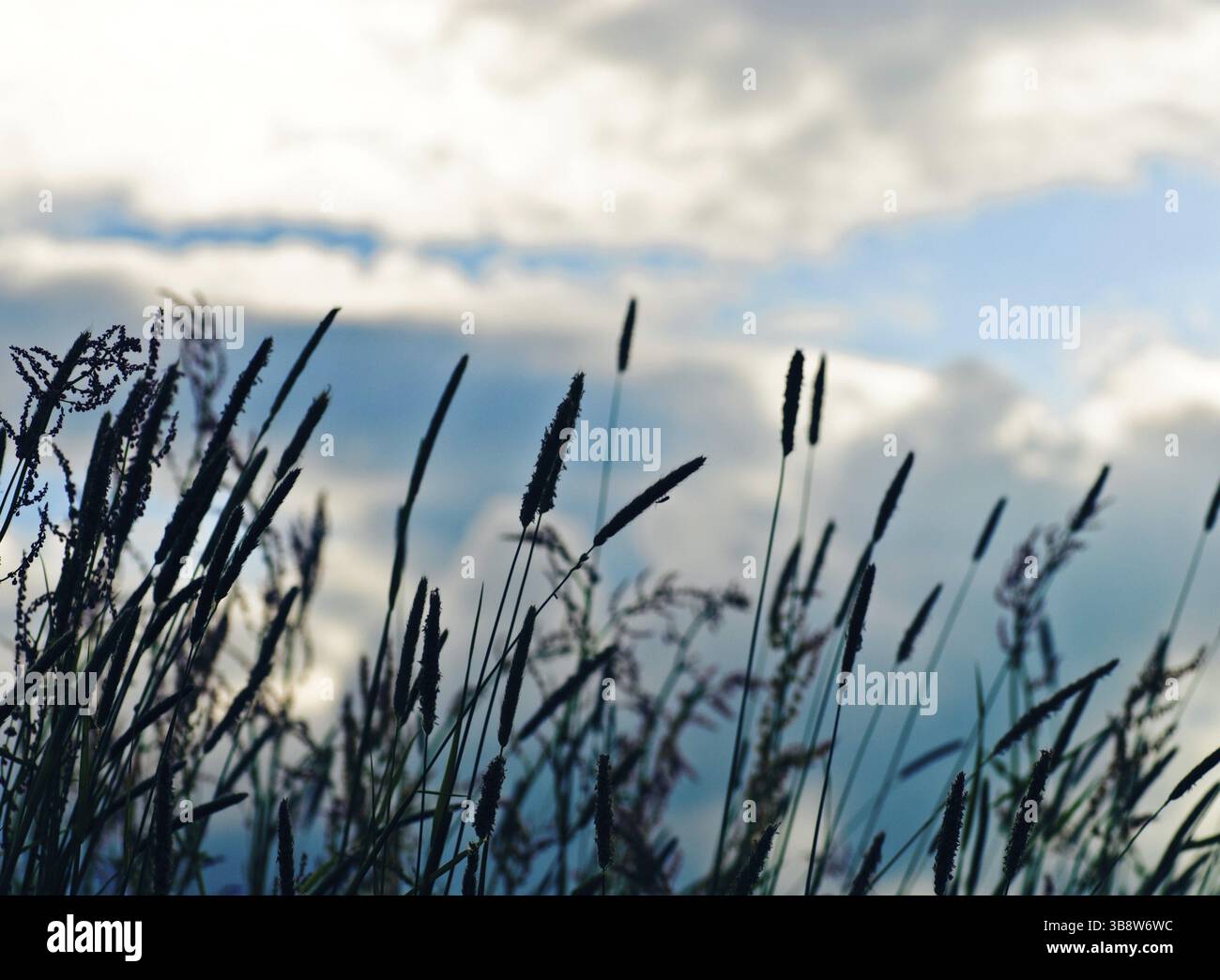 Wildblumen-Silhouette am Morgen. Selektiver Fokus. Violette Töne Stockfoto