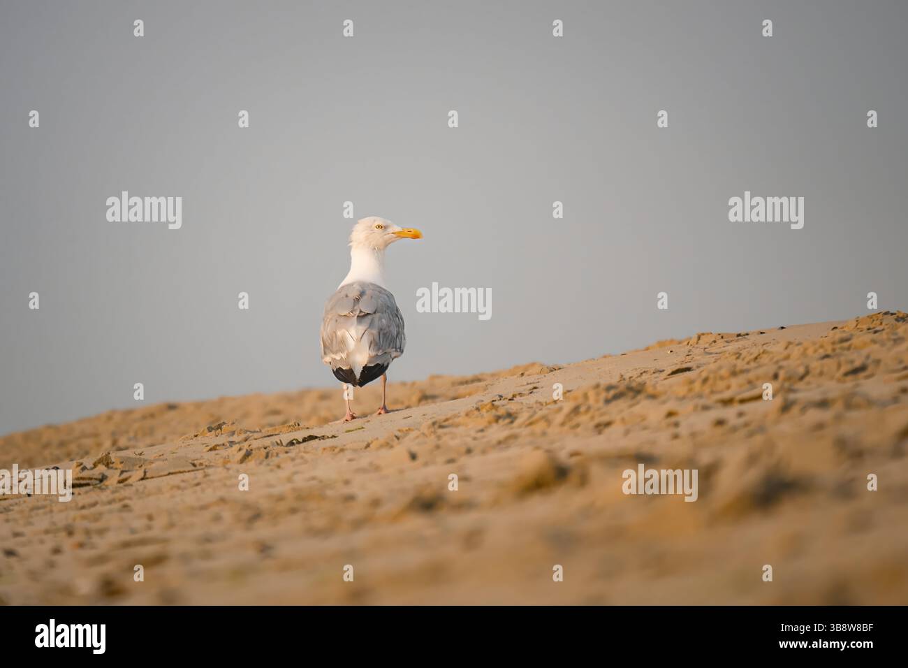 Eine einzelne Möwe steht an einem ruhigen Morgen auf einem weitläufigen Sandstrand und symbolisiert Einsamkeit und Ruhe in einer natürlichen Umgebung mit sanften Elementen Stockfoto