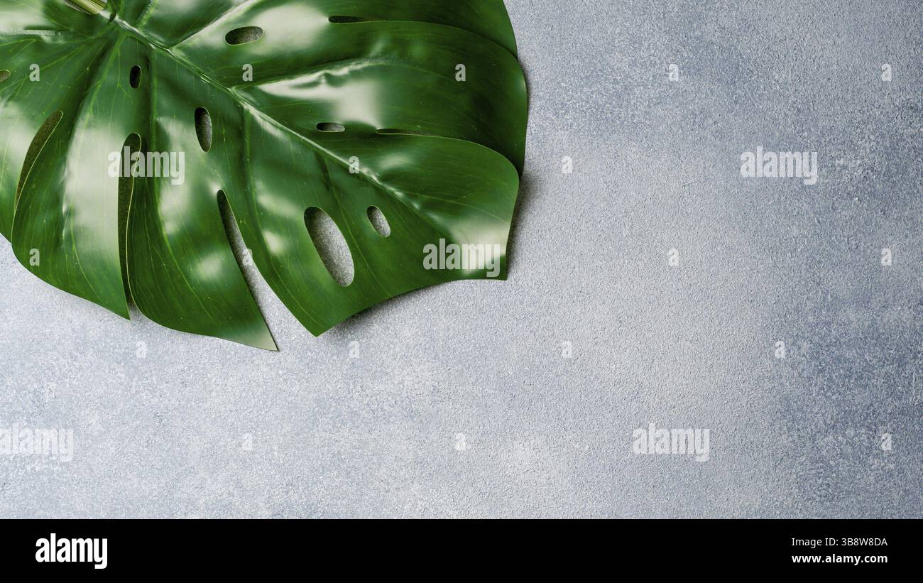 Monstera Blatt auf grauem Stein Hintergrund. Tropische Pflanze monstera in hartes Licht. Kopieren Sie Platz für Text. Kreative Gestaltung monstera Blätter verzieren für Kom Stockfoto