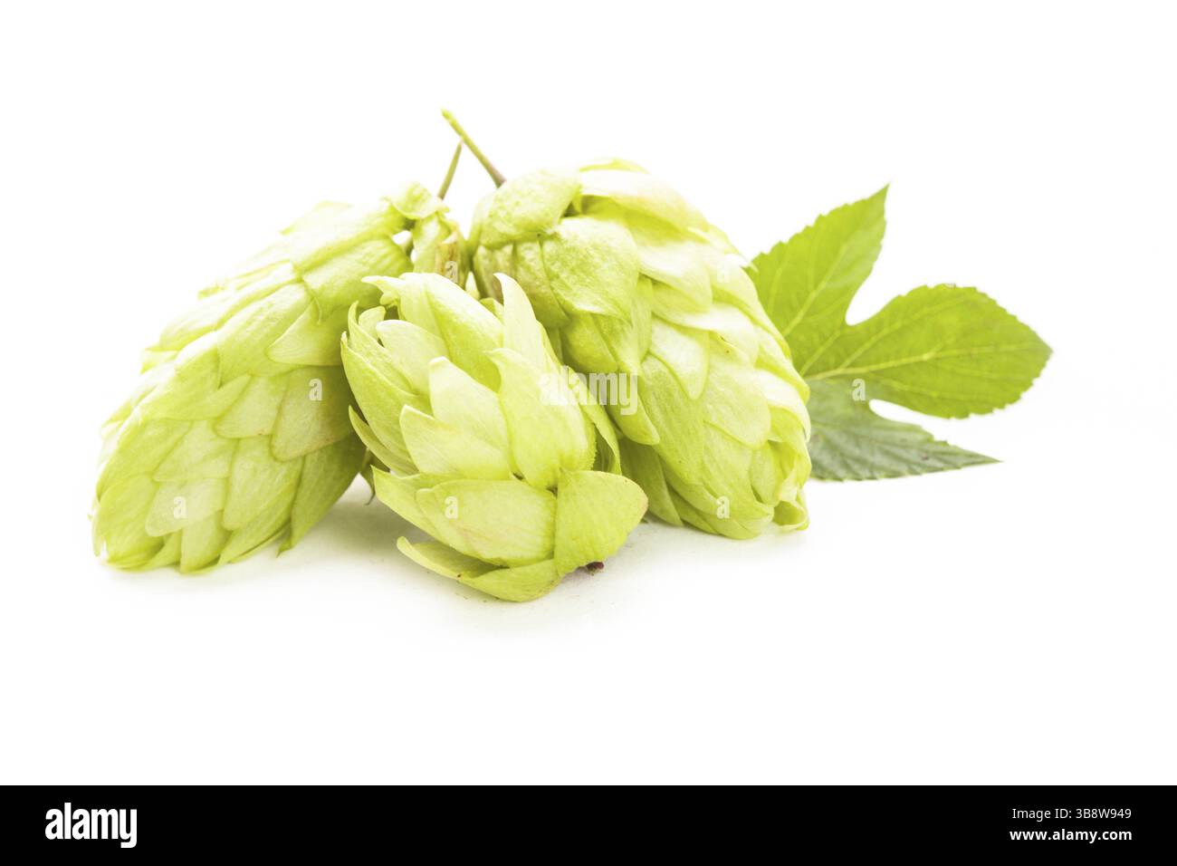 Hopfen mit grünen Blatt isoliert auf weißem Hintergrund Stockfoto
