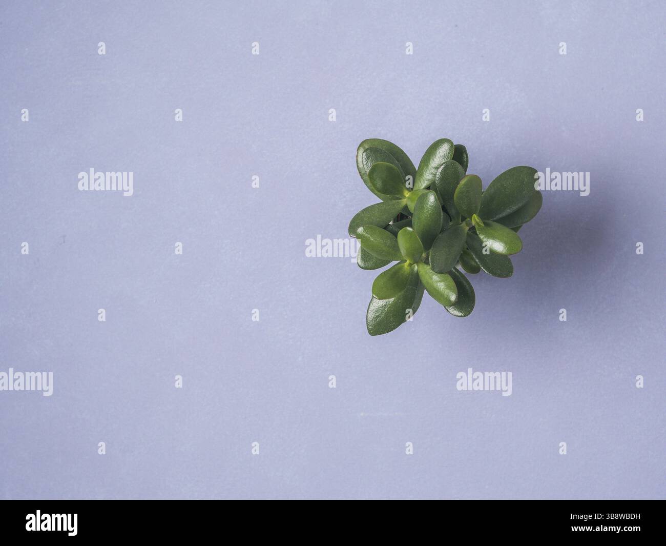 Ober-Ansicht der Sukkulenten Pflanze auf violettem lavendelfarbenem Hintergrund. Kopierbereich für Text. Draufsicht oder flache Lagen Stockfoto