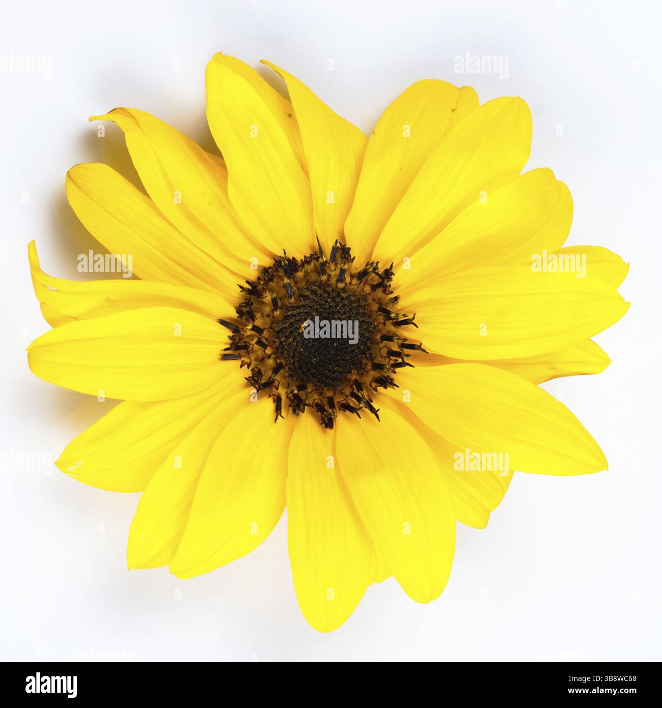 Sonnenblume Nahaufnahme isoliert auf weiss Stockfoto
