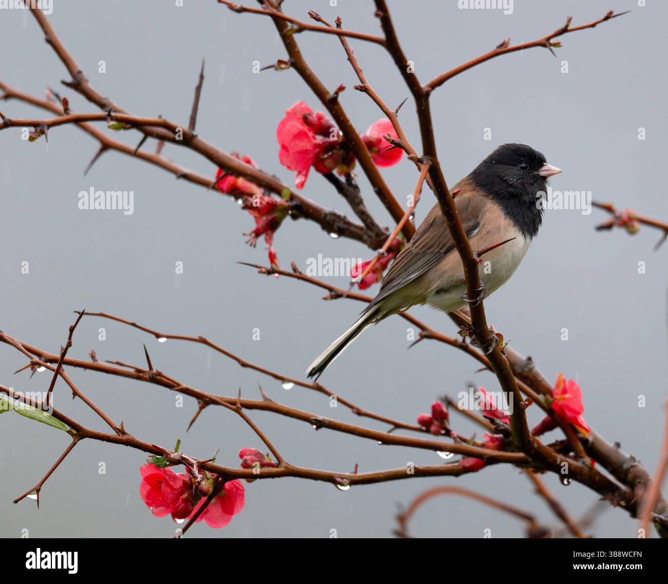 17. Februar 2024, Elkton, Oregon, USA: Ein dunkeläugiger Junco, der an einem regnerischen Tag in der Nähe von Elkton im Südwesten Oregons auf einem blühenden Dornbusch thront. Der National Weather Service prognostiziert Regen für die Region bis Mittwoch der nächsten Woche. (Bild: © Robin Loznak/ZUMA Press Wire) Stockfoto