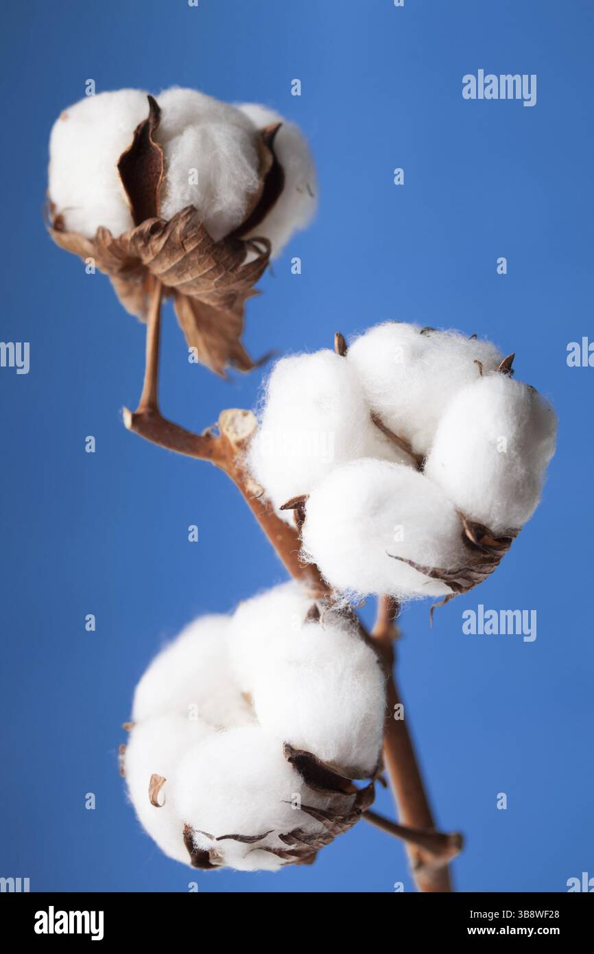 Baumwolle Blumen hautnah auf blauem Hintergrund Stockfoto