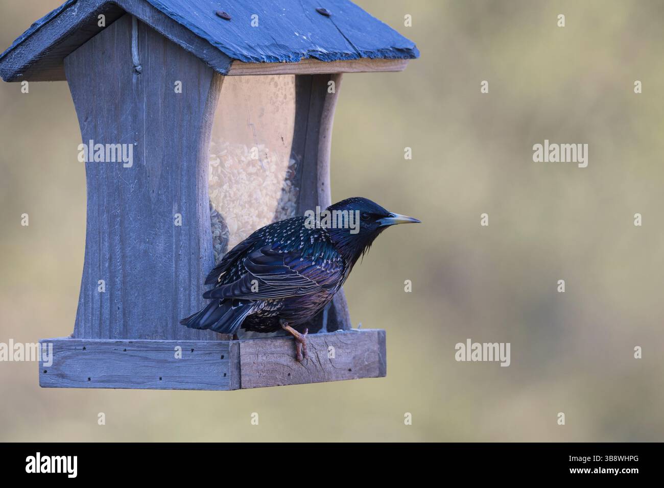 Star, an Vogelfütterung, Fütterung, Futterhäuschen, Vogelhäuschen, Vogelfutterhäuschen, Vogelfutterhaus, Futterhaus, Sturnus vulgaris, Europäischer Starli Stockfoto