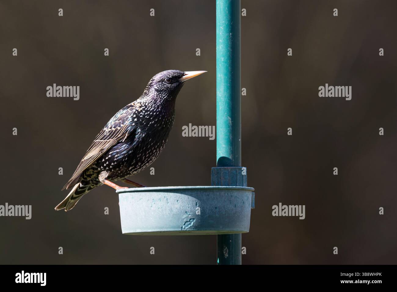 Star, eine Vogelfütterung, Fütterung, Futterschale, Sturnus vulgaris, europäischer Starling, Starling, L'étourneau sansonnet Stockfoto