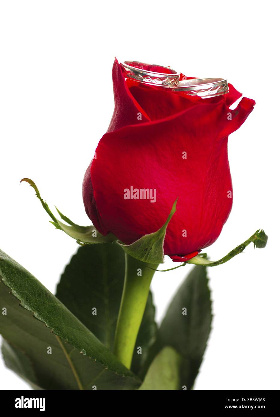 Rote Rose mit silbernen Ringen auf weißem Hintergrund. Hochzeitspostkarte Stockfoto