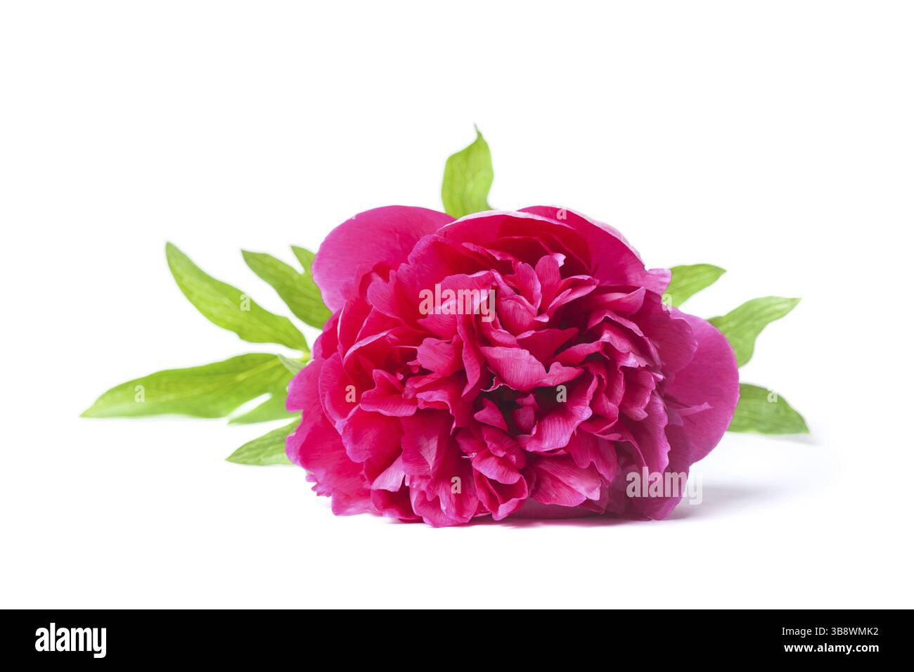 Fuchsia Pfingstrose Blume isoliert auf weißem Hintergrund Stockfoto