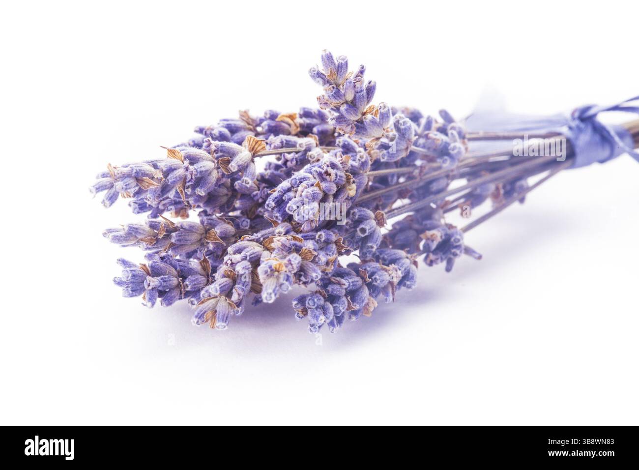 Trockenen Lavendel Bund isolierten auf weißen Hintergrund Stockfoto