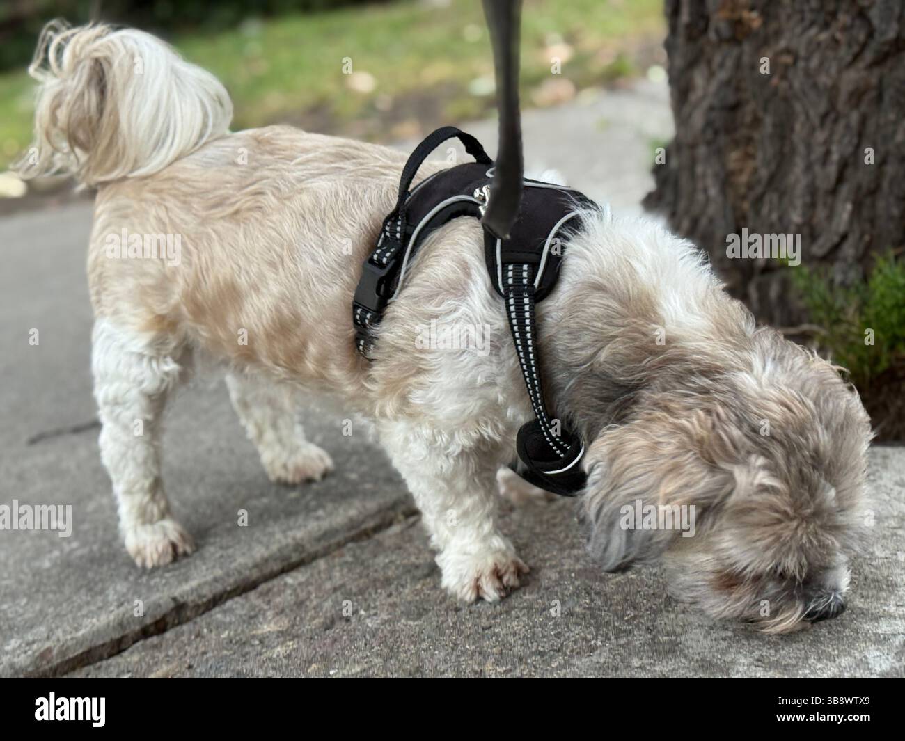 Shih Tzu Schnüffelt - Smartphone-aufgenommenes Stockfoto